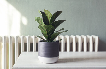 Home plant Ficus Lyrata or Fiddle Fig on the white table in the room. Minimal modern interior