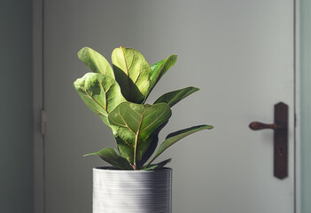 Home plant Ficus Lyrata or Fiddle Fig in the room in daylight
