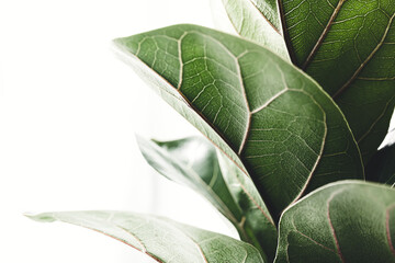Green leaves of Ficus Lyrata or Fiddle Fig on the white background, close-up