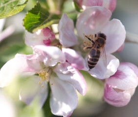 bee on apple blossom / flower, close up