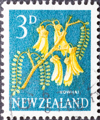 Obraz premium NEW ZEALAND - CIRCA 1960: a postage stamp from NEW ZEALAND , showing a flowering Kowhai (Sophora microphylla). Circa 1960