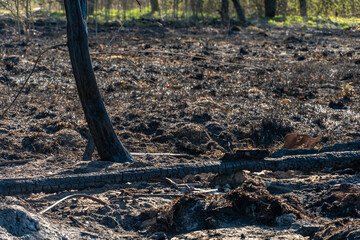 The consequences of a forest fire and arson of dry foliage.  Charred trees and grass in the forest. Ash on the ground after an incident in the park. Environmental protection