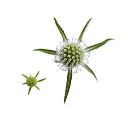 Set of flower and leaves of eryngium isolated