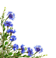Blue knapweed flowers and green twigs in a corner floral arrangement isolated on white - obrazy, fototapety, plakaty