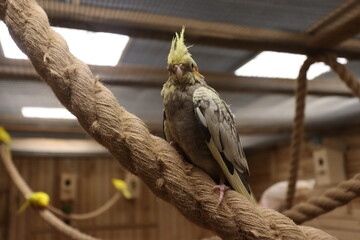 rare parrots in zoo cage view