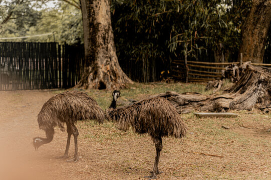 Pareja de em&uacute;s parado en su safari 