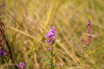 Closeup of purple loosestrife flower with green yellow blurred grass on background