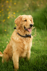 Sat Golden Retriever 