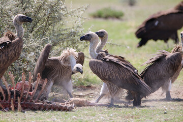 White-backed Vultures eating from a carcass, Etosha National Park, Namibia