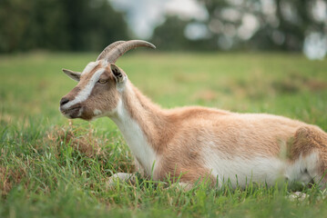 The village goat grazes in the field.