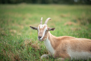 Naklejka na ściany i meble The village goat grazes in the field.
