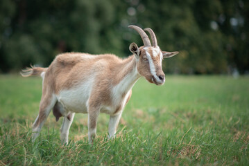 The village goat grazes in the field.