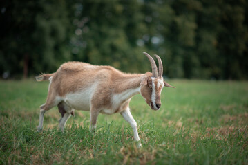 The village goat grazes in the field.