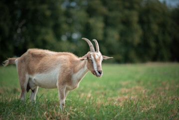 The village goat grazes in the field.