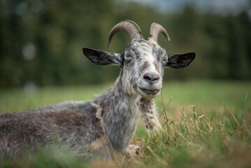 The village goat grazes in the field.