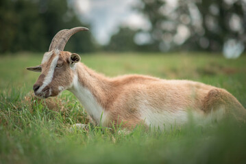 The village goat grazes in the field.