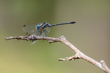 Dragonfly perched on a branch basking in the sun with an out-of-focus lagoon in the background.