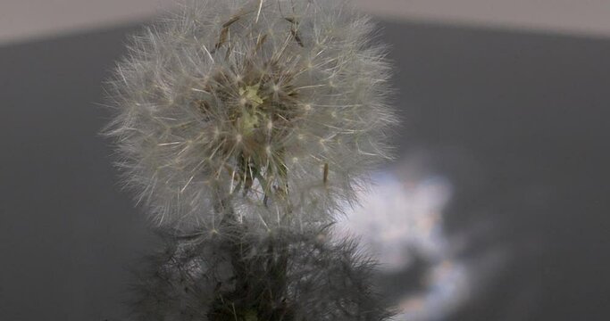Dandelion flower rotating on a rotating base on a mirror background.