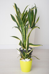 Several types of sansevieria in pots