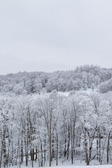Snowy Wooded Valley in Winter  | Holmes County, Ohio