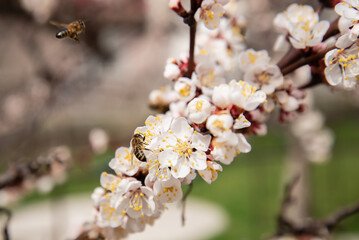 Bees fly near flowering apricots