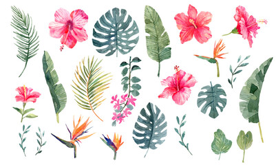 Tropical flowers and leaves watercolor collection. Botanical hand drawn illustration on white background
