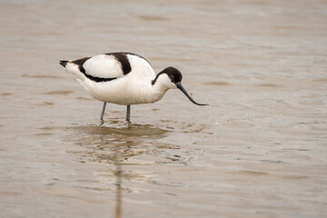 Fototapeta premium Pied avocet (Recurvirostra avosetta) wades through the water.
