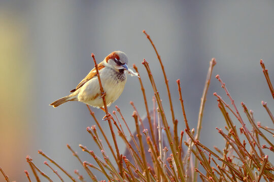 Male house sparrow gathers nesting materials in early spring