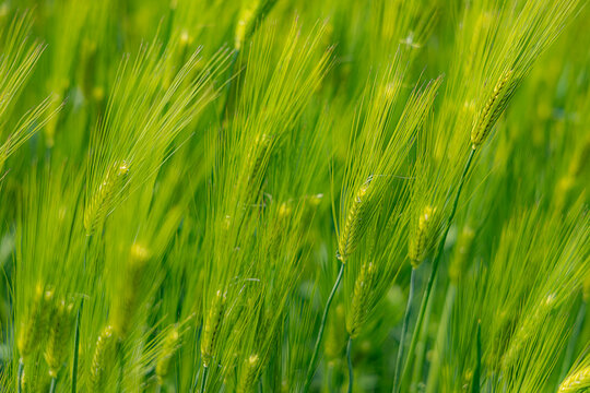 보리,초록,신록,green