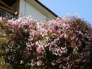 Many flowered jasmin, or Jasminum polyanthum, vine, blossoming