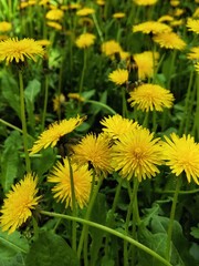Yellow flowers of dandelions in the grass with selective focus. Dandelions meadow. Nature background.