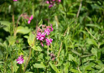 Fototapeta premium wild Red Campion (Silene dioica) in late spring bloom