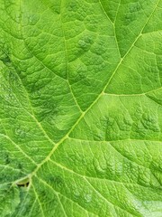 Background of closeup green leaf with copy space and selective focus. Burdock plant.
