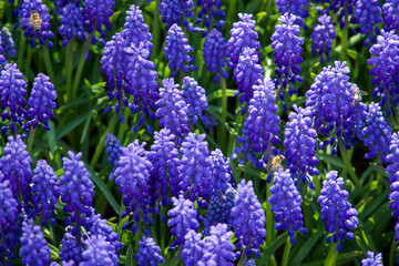 Spring blue flowers. Blue Grape Hyacinth, bee on flowers in the garden