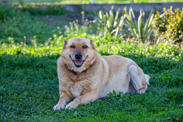 Sad homeless dog on the green grass