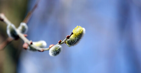Willow tree its spring bloom