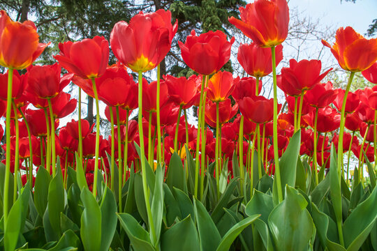 Red tulips in the garden. Beautiful tulips background
