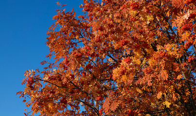 Rowan tree with berries in autumn