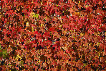 Girlish grape five-leafed