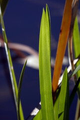 Green leaf of reeds on the lake