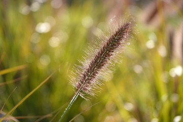 Peristostuple bristly plant