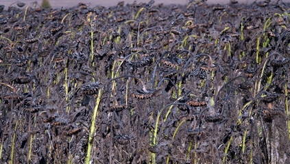 Field of dried sunflowers