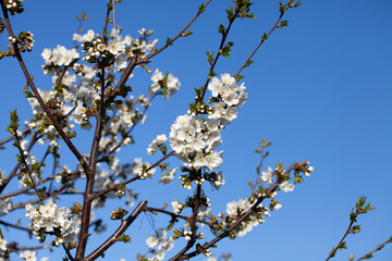 Beautiful cherry branch in bloom with bokeh