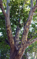 Wright's Palatan Tree