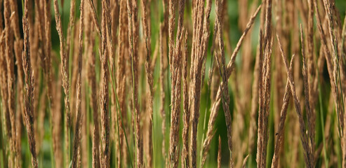 Plant - Reed grass