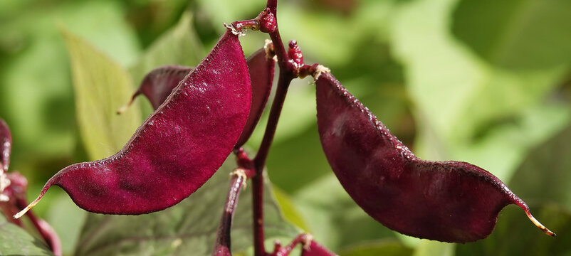 Lobia plant with seeds