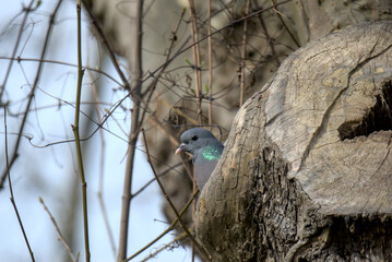 Pigeon biset (Columba livia) nichant dans le tronc d'un platane.