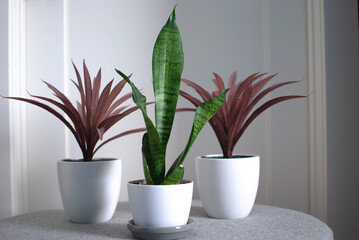 three plants in pot