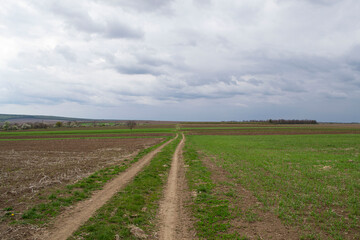Fototapeta na wymiar landscape with a field