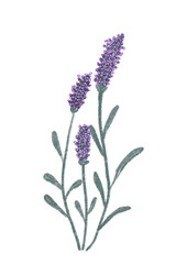 Lavender plant purpuple background white
